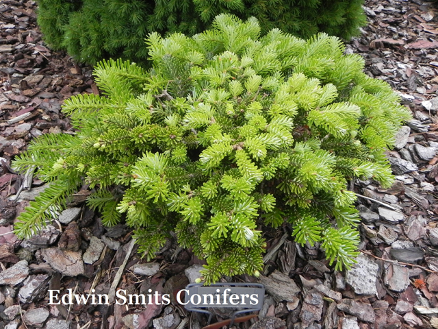 Abies alba 'Kamenna Lhota'